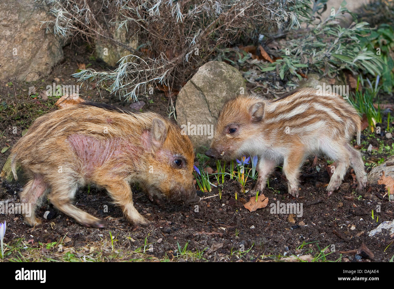 wild boar, pig, wild boar (Sus scrofa), gentle young animals playing and rooting in the garden, one shote with scabies, Germany Stock Photo