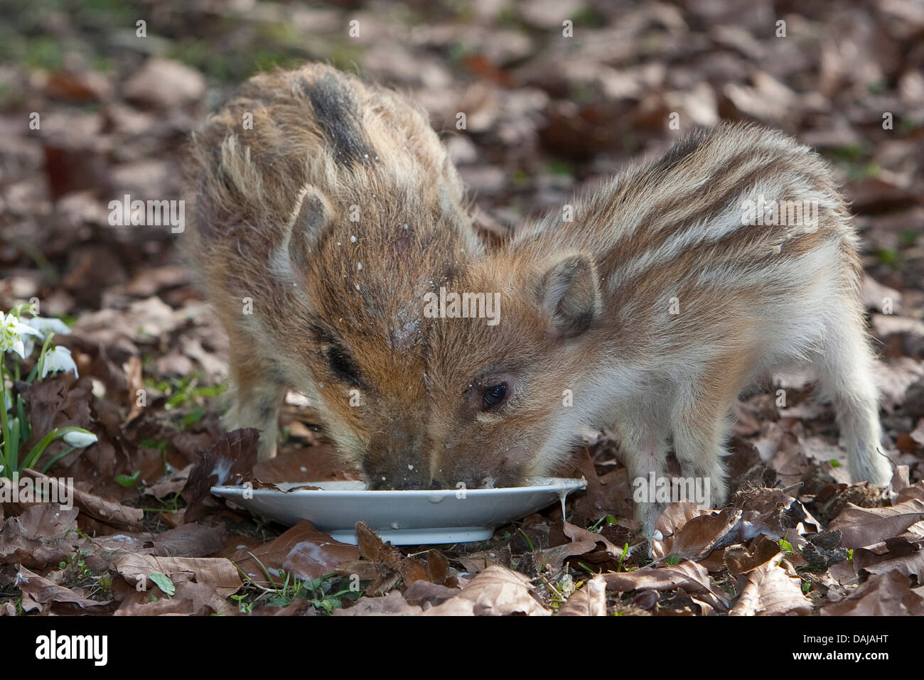 wild boar, pig, wild boar (Sus scrofa), gentle shotes feeding together from a plate , Germany Stock Photo
