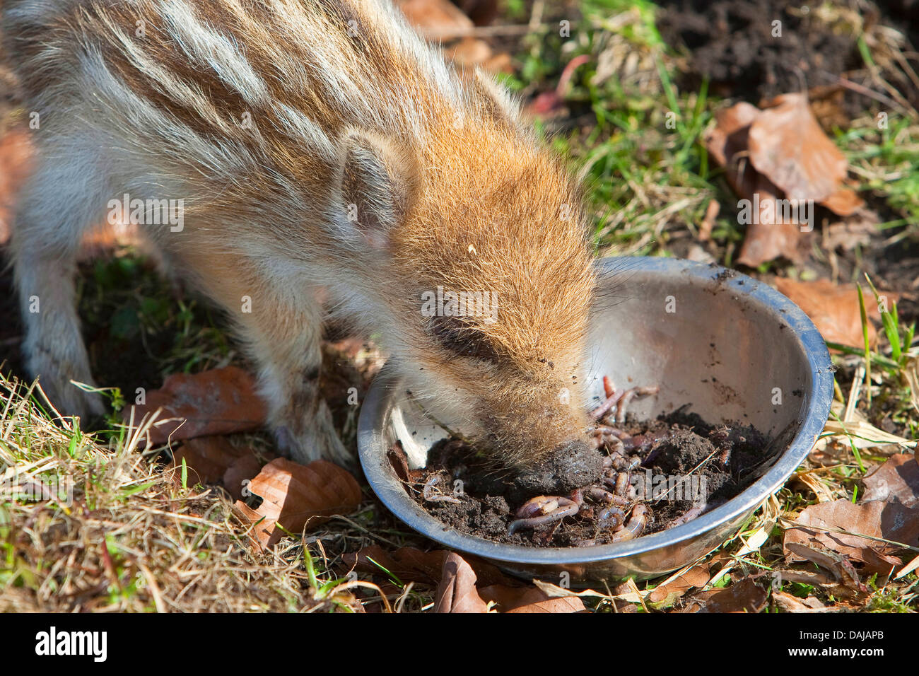 wild boar, pig, wild boar (Sus scrofa), shote feeding earth worms out of a dish, Germany Stock Photo