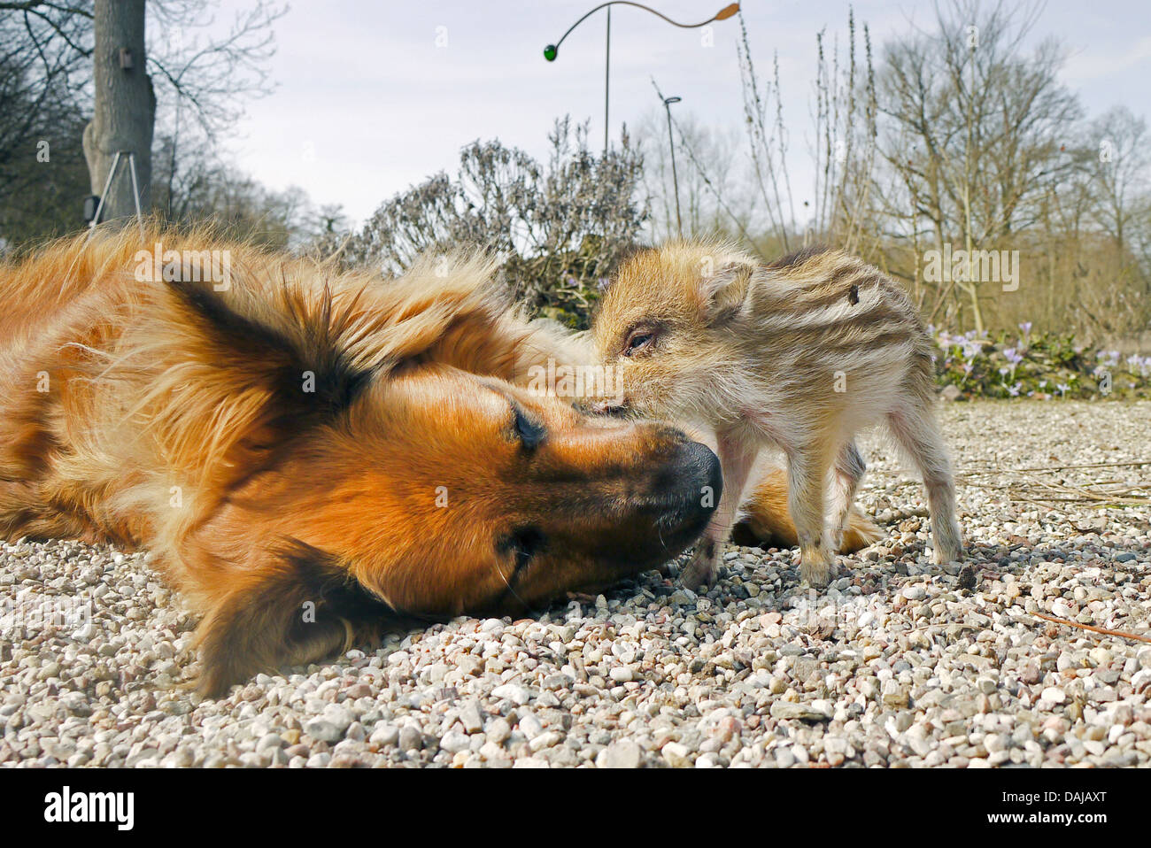 wild boar, pig, wild boar (Sus scrofa), shote playing with a dog in the garden, Germany Stock Photo