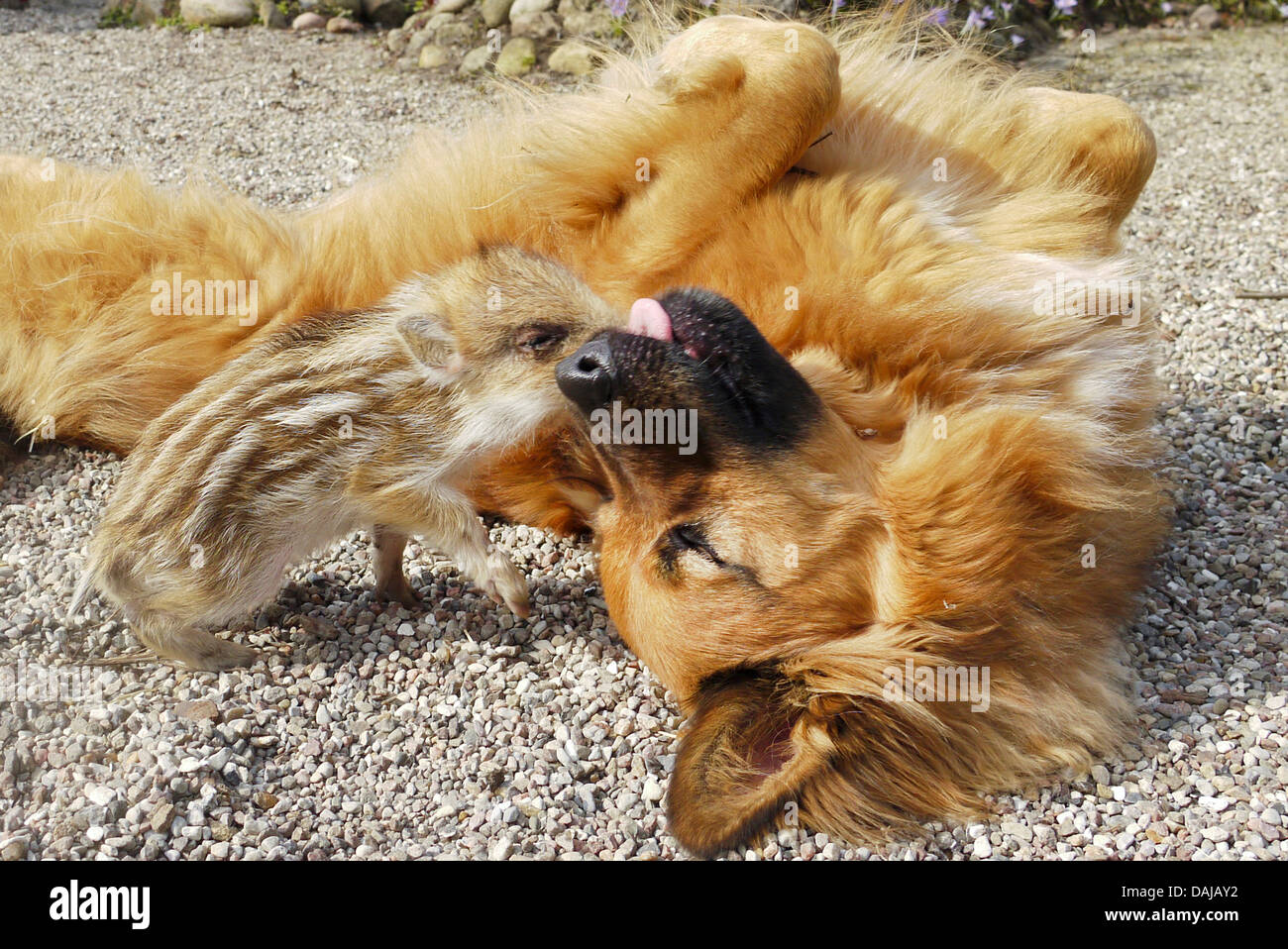 wild boar, pig, wild boar (Sus scrofa), shote playing with a dog in the garden, Germany Stock Photo