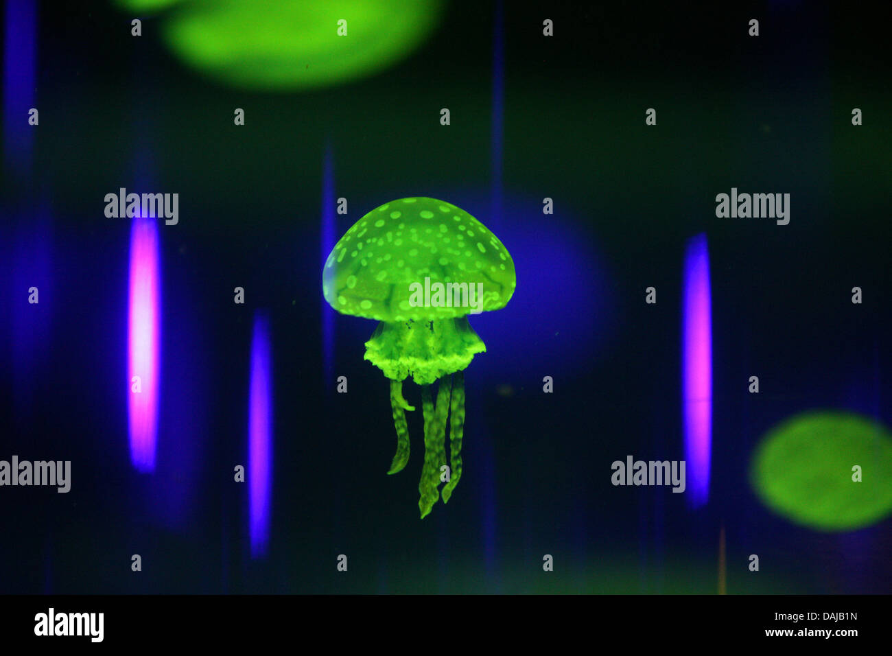 Jellyfish swim in their aquarium at the Sea Life in Koenigswinter ...