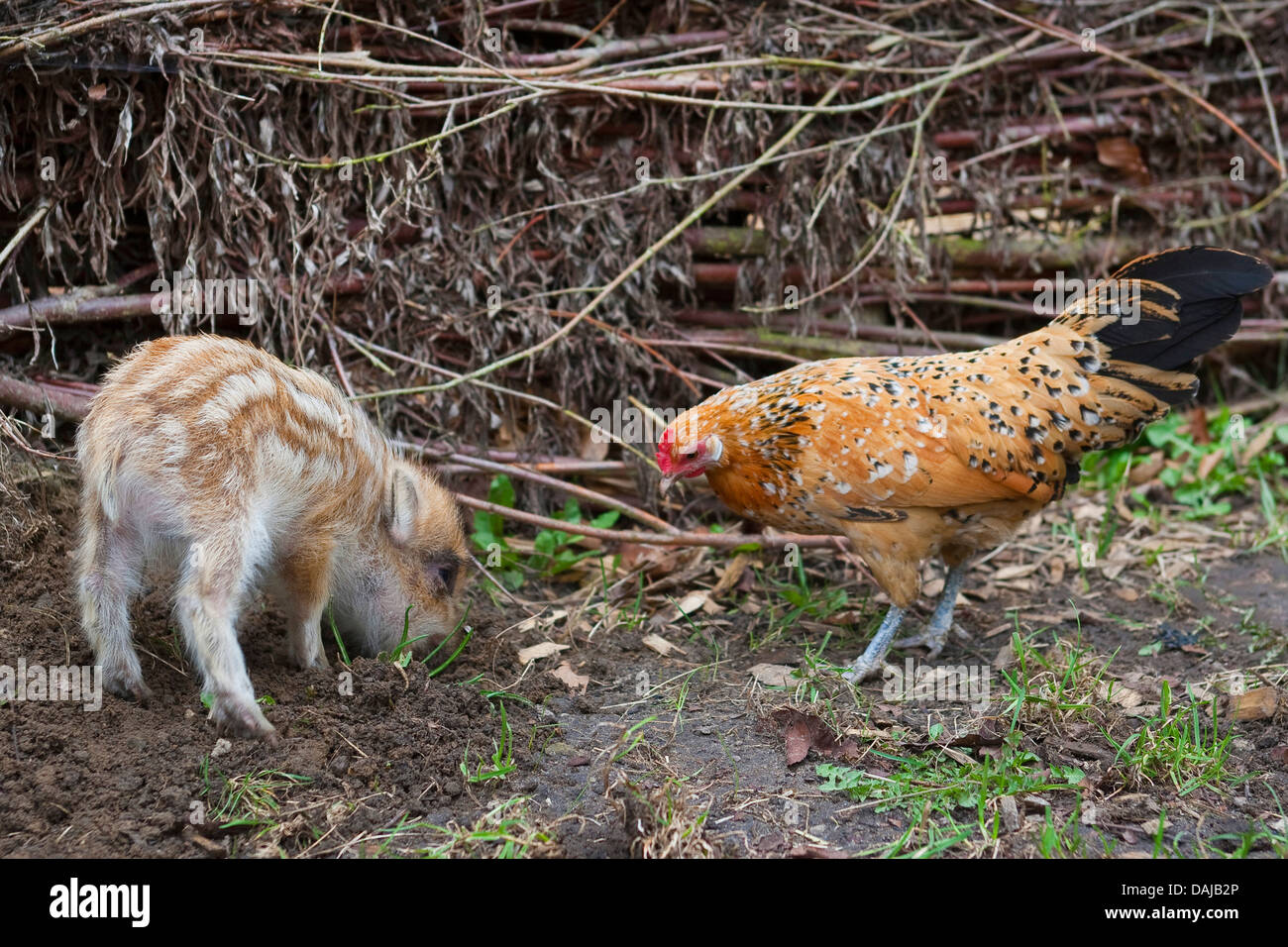 wild boar, pig, wild boar (Sus scrofa), shote rooting in the ground for searching food and a chicken keeping watch on, Germany Stock Photo