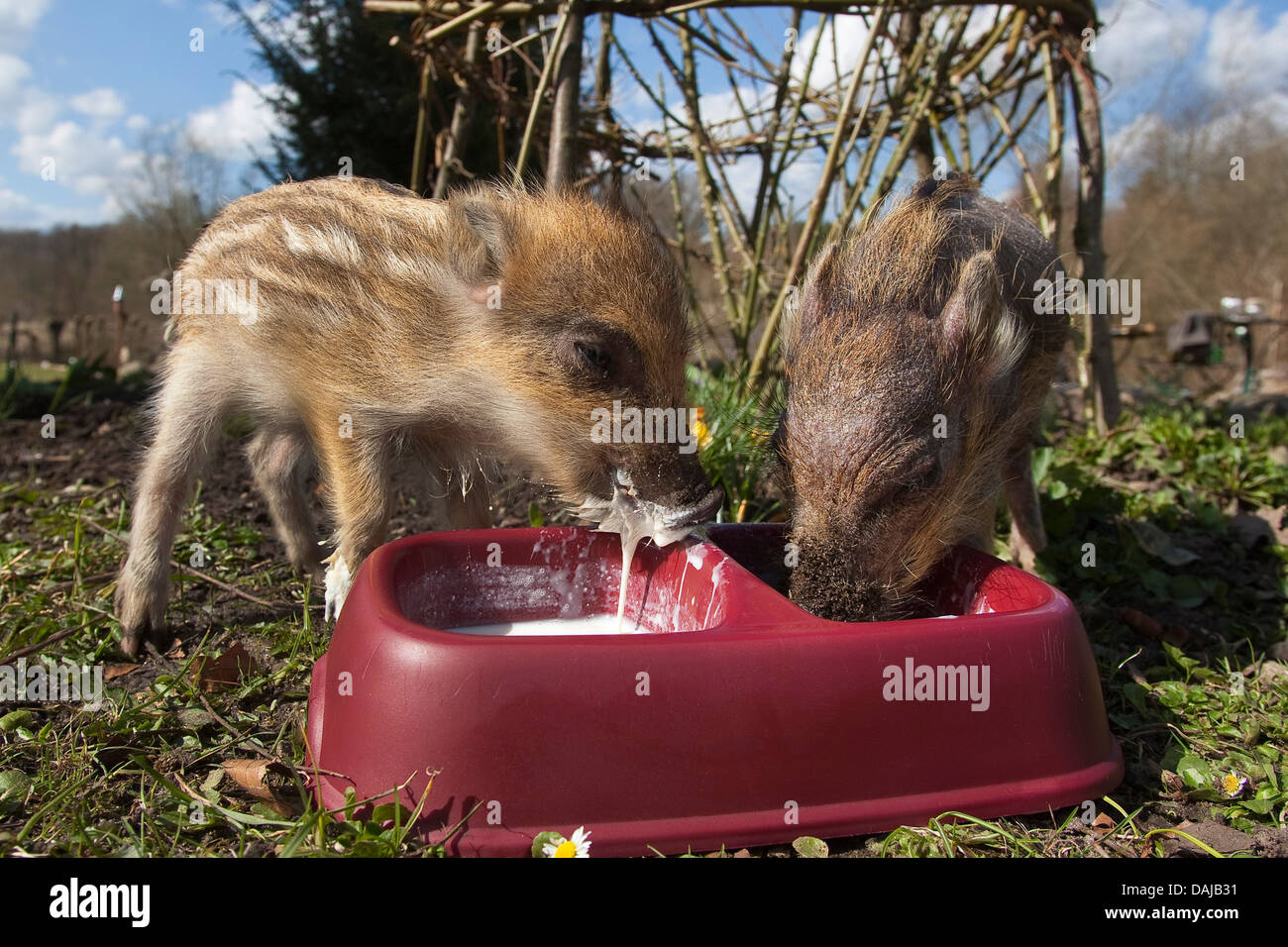 wild boar, pig, wild boar (Sus scrofa), two shotes feeding out of a feeding dish in the garden, Germany Stock Photo