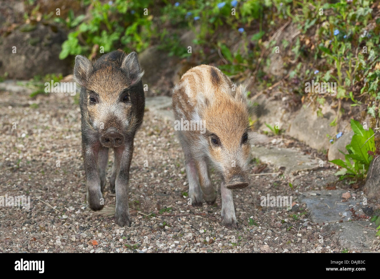 wild boar, pig, wild boar (Sus scrofa), two shotes walking side by side on a path, Germany Stock Photo