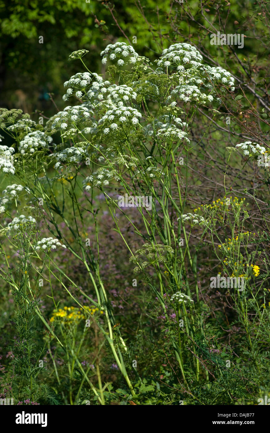Broad-Leaved Spignel (Peucedanum cervaria), blooming, Germany, BG Ffm Stock Photo