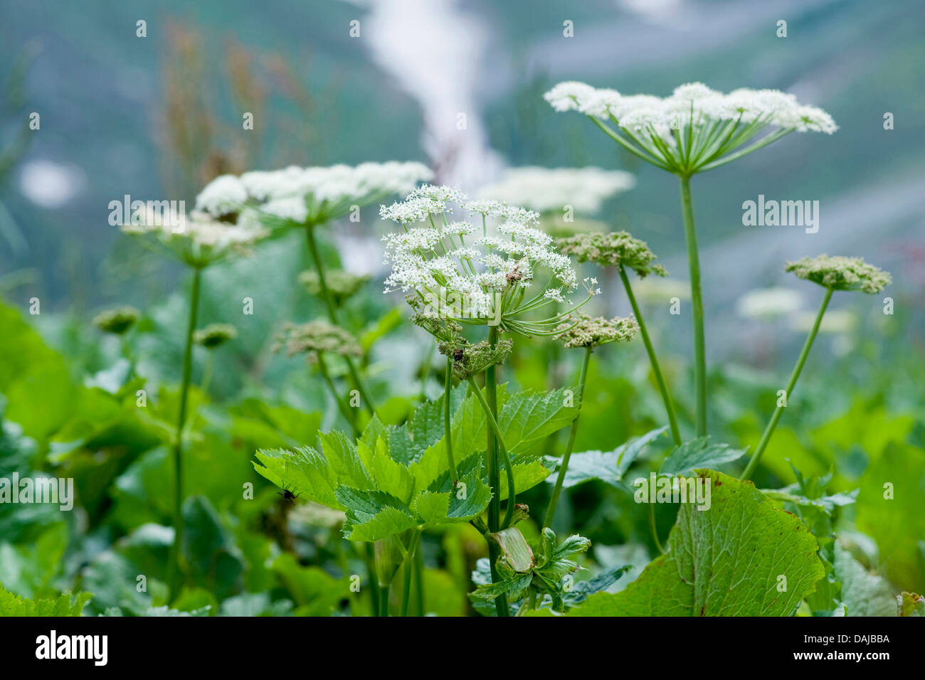 masterwort (Peucedanum ostruthium, Imperatoria ostruthium), blooming, Switzerland Stock Photo