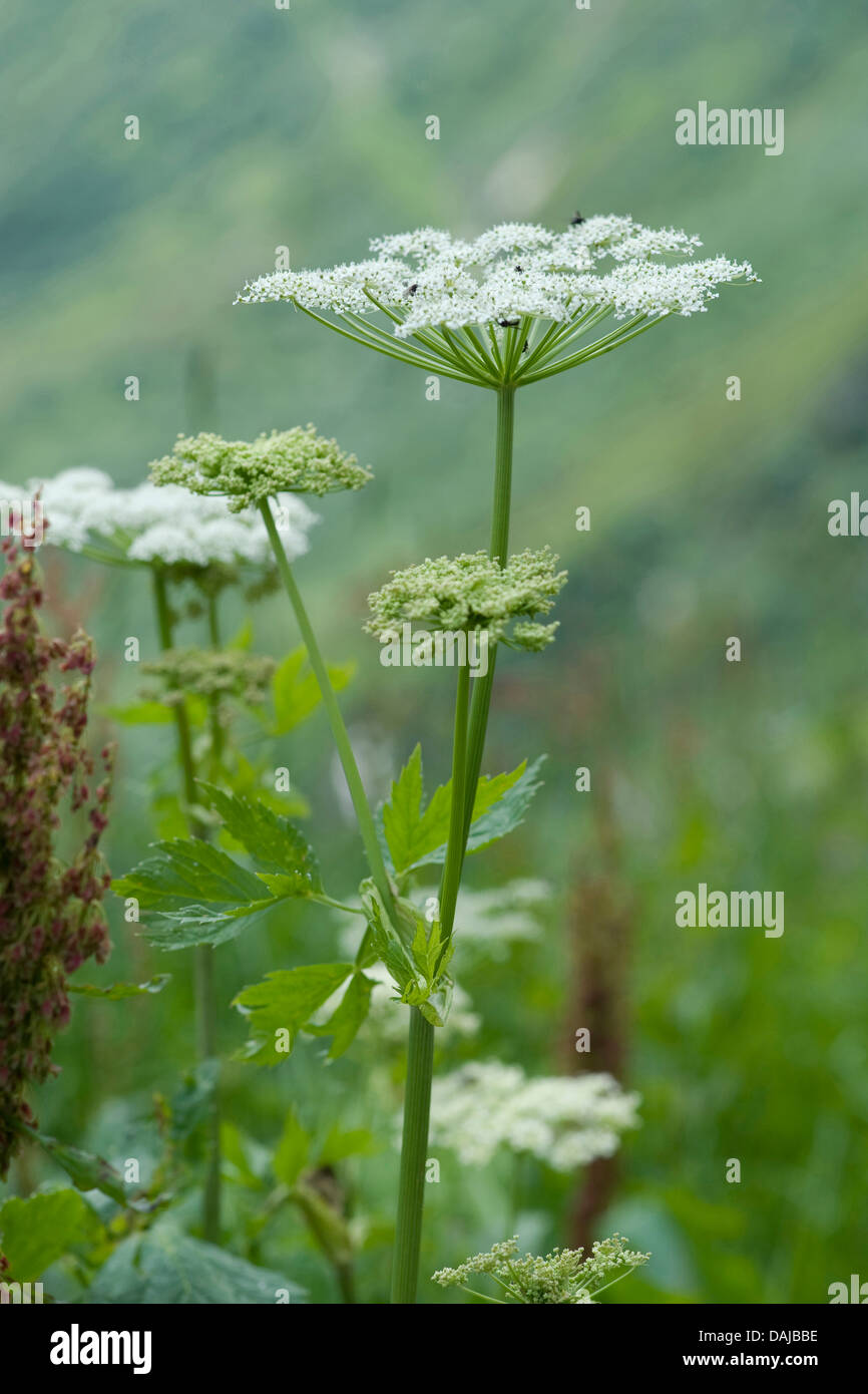 masterwort (Peucedanum ostruthium, Imperatoria ostruthium), inflorescence, Switzerland Stock Photo