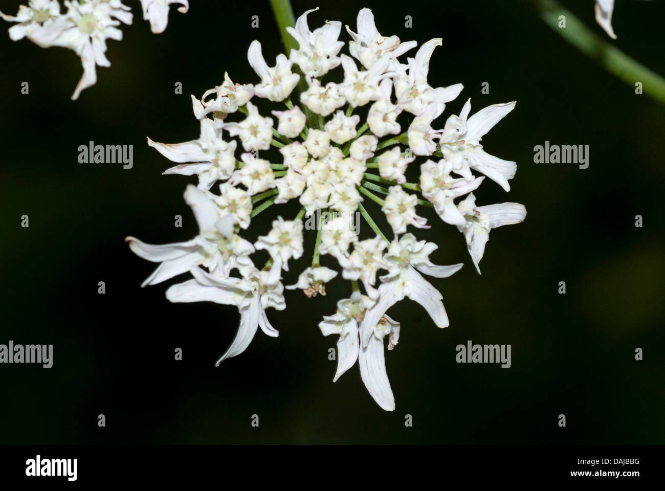 masterwort (Peucedanum ostruthium, Imperatoria ostruthium), part of inflorescence, Switzerland Stock Photo