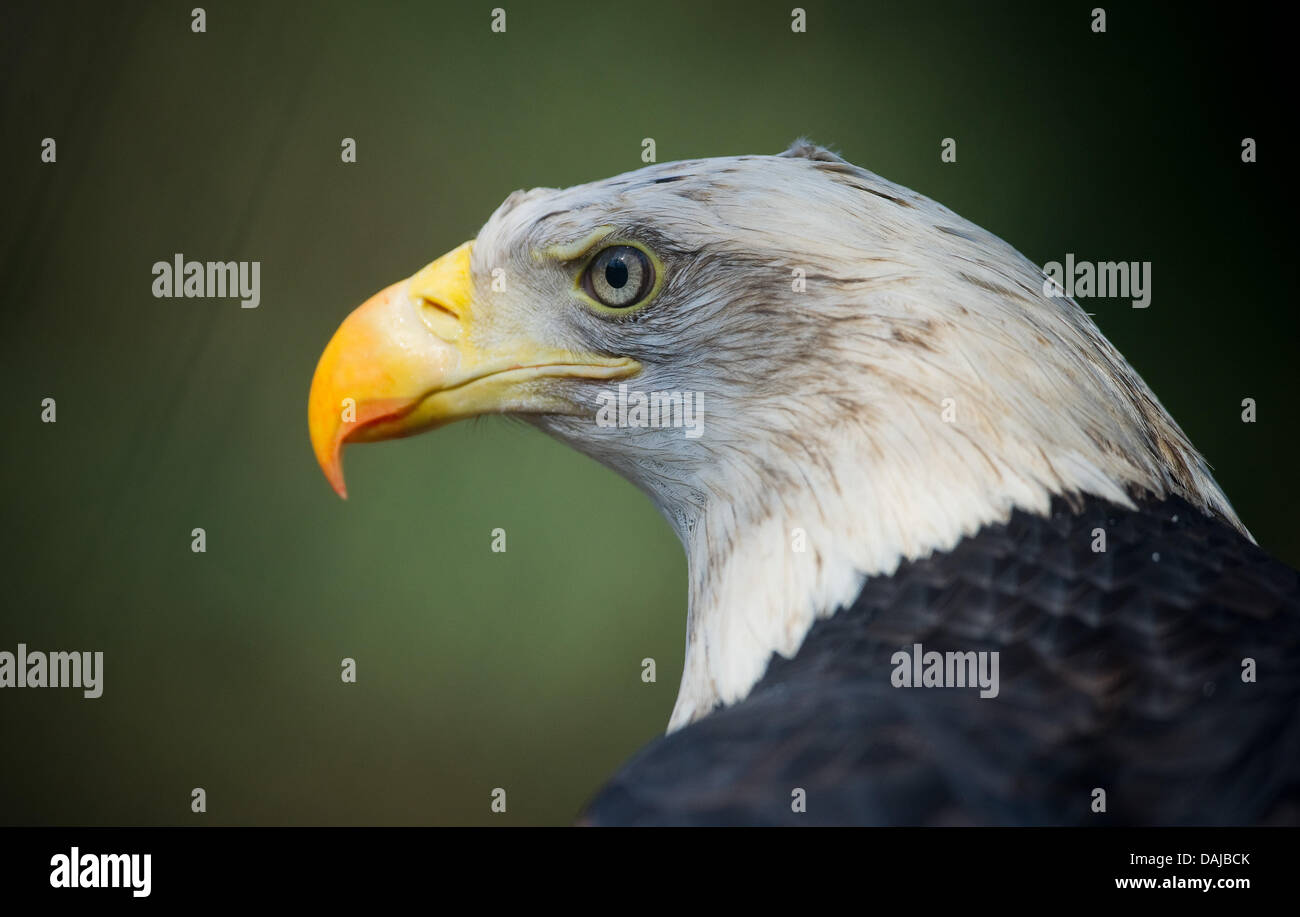 A white-headed eagle inside his compund at the zoo in Eberswalde, Germany, 21 March 2011. Photo: Patrick Pleul Stock Photo