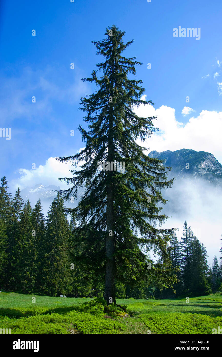Norway spruce (Picea abies), single tree in the mountains, Switzerland Stock Photo