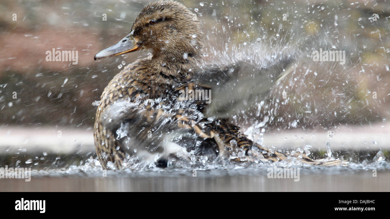 Polar bear enclosure hi-res stock photography and images - Alamy