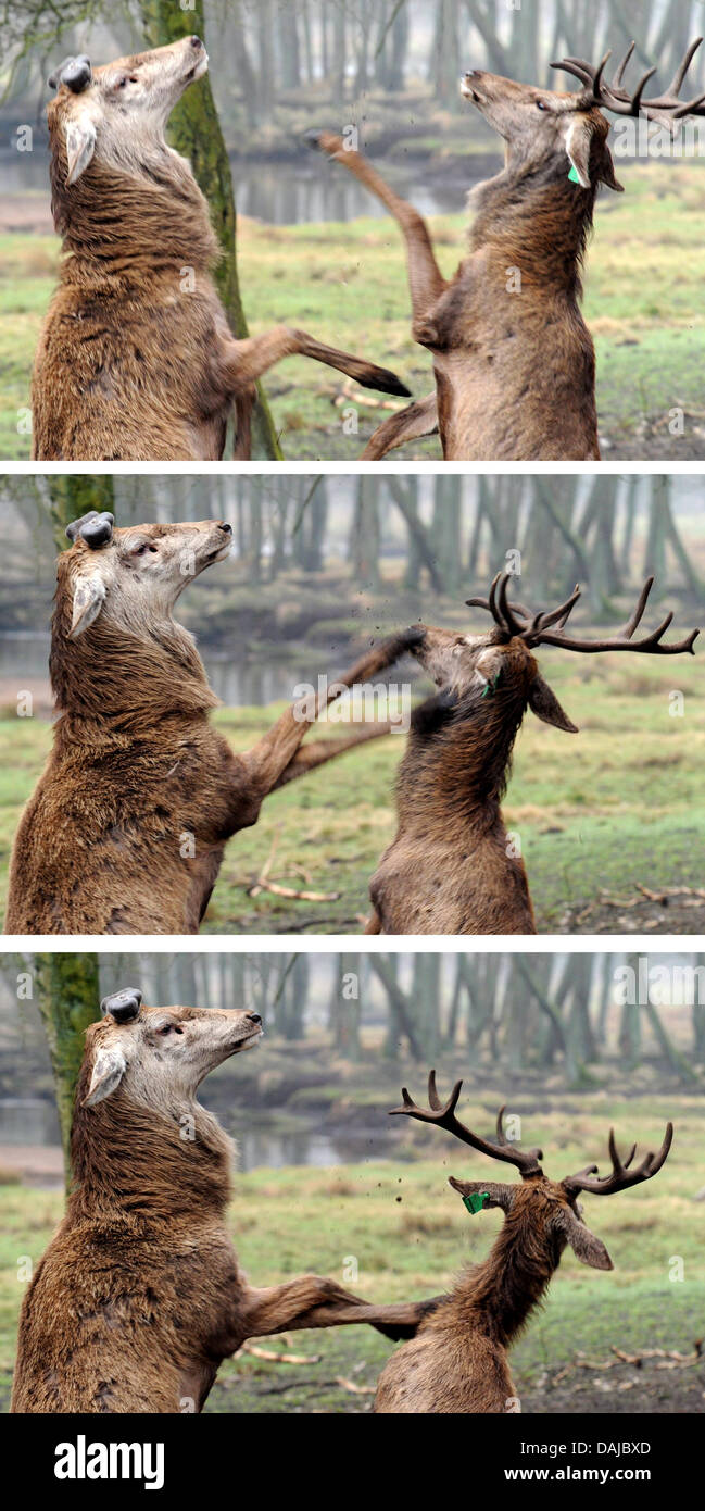 The photo combo shows red deer Nelson (L) struggling with a younger red deer in the Wildpark in Eekholt, Germany, 31 March 2011. At the moment deer are losing their antlers and the younger animals are using the opportunity to fight with the dominant males over positions in the herd. Photo: Carsten Rehder Stock Photo