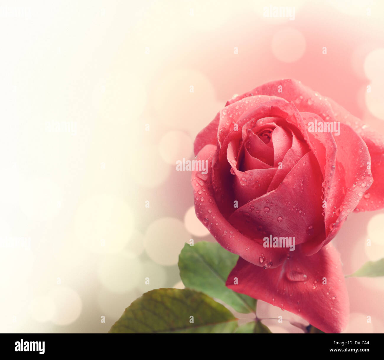 Beautiful pink rose with water drops Stock Photo - Alamy