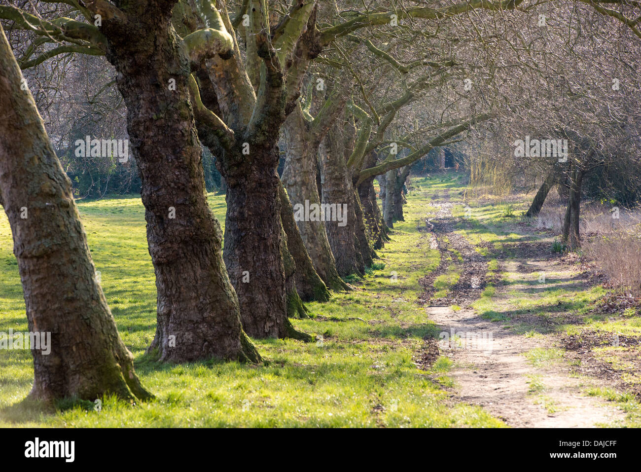 A row of trees on Primrose Hill, London Stock Photo