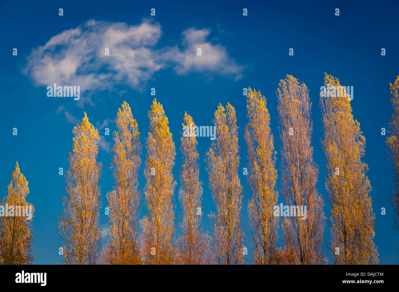 Golden yellow Poplar trees in the Netherlands Stock Photo