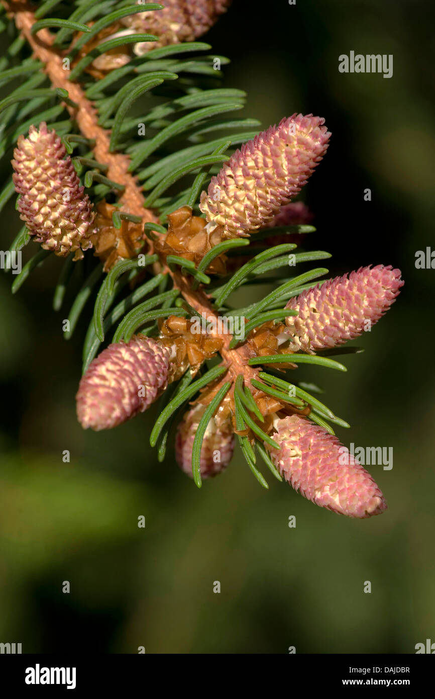 Norway spruce (Picea abies), male flowers, Germany Stock Photo