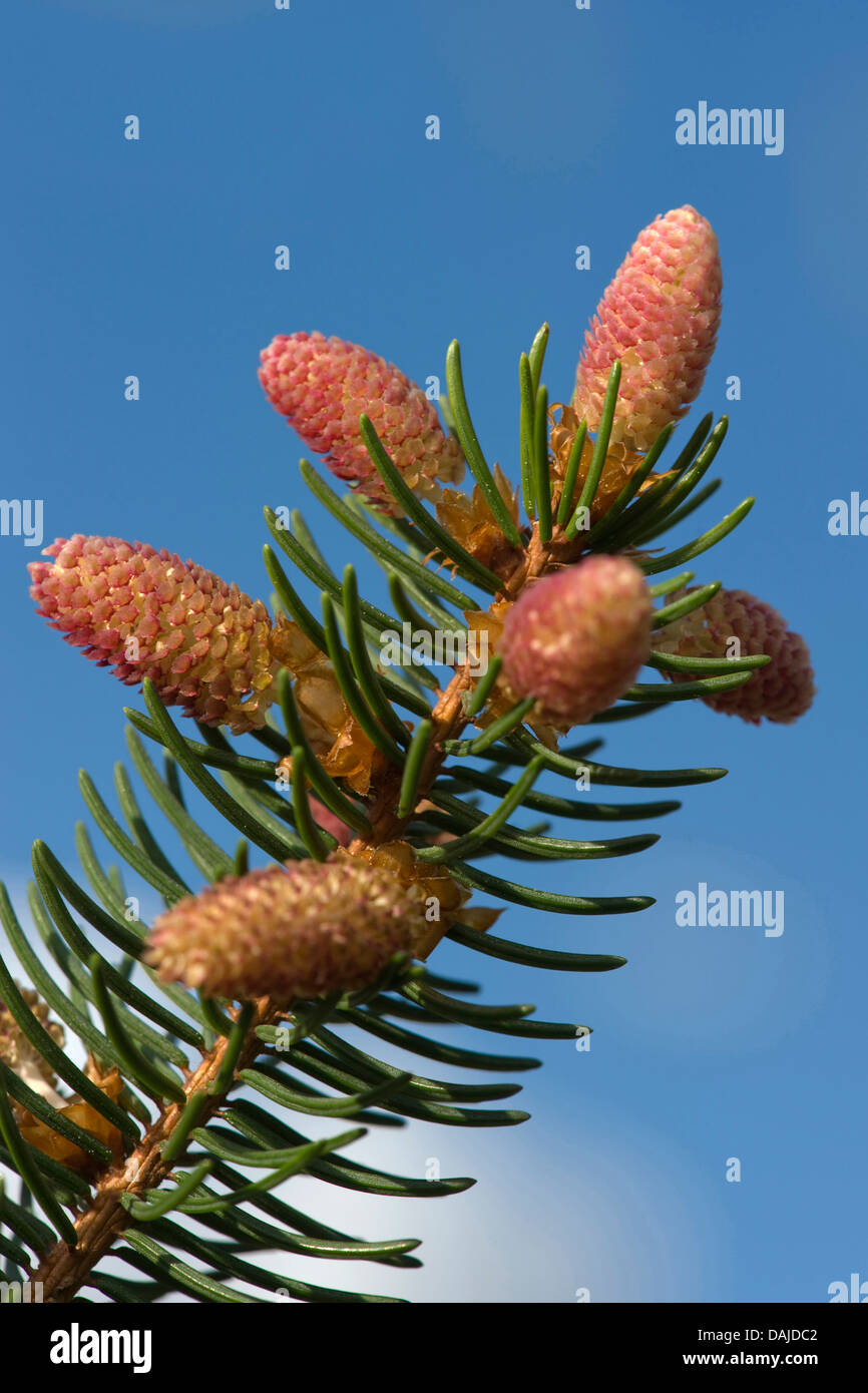 Norway spruce (Picea abies), male flowers, Germany Stock Photo