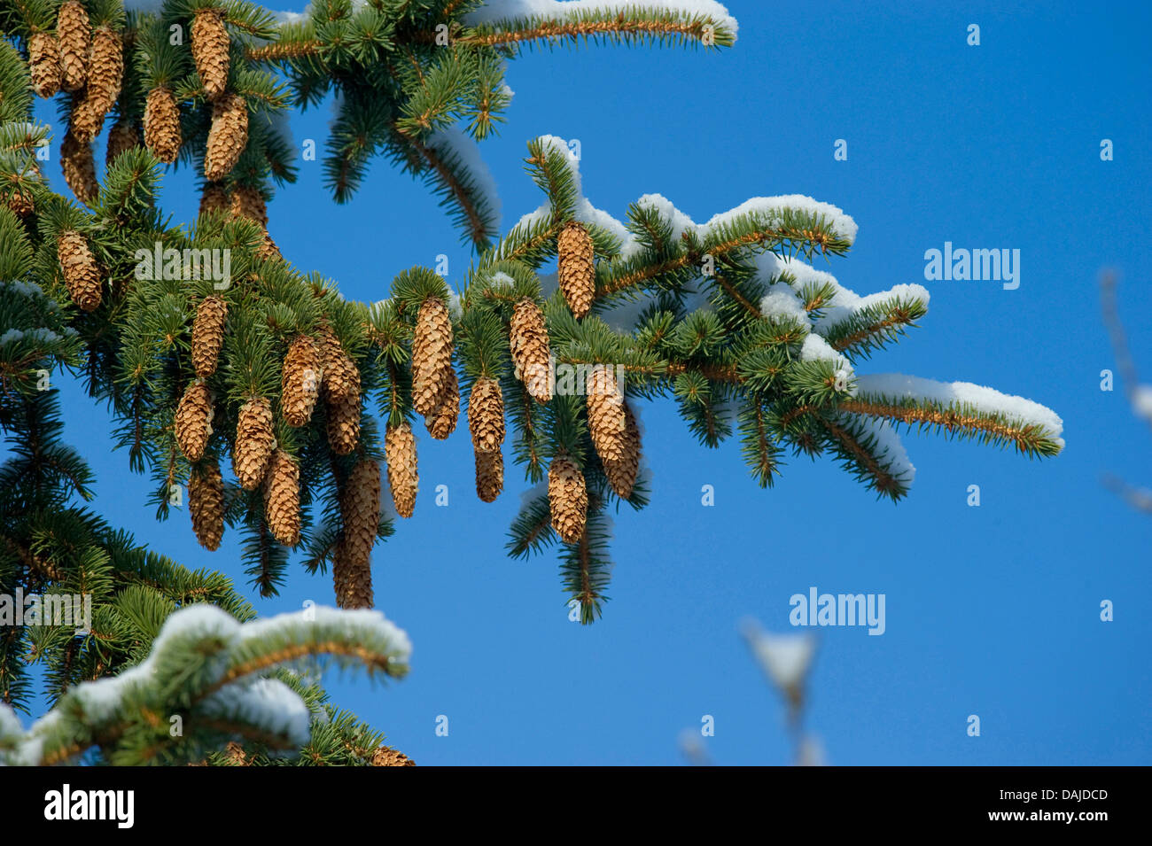 Norway spruce (Picea abies), snow-covered branch wi9th cones, Germany Stock Photo