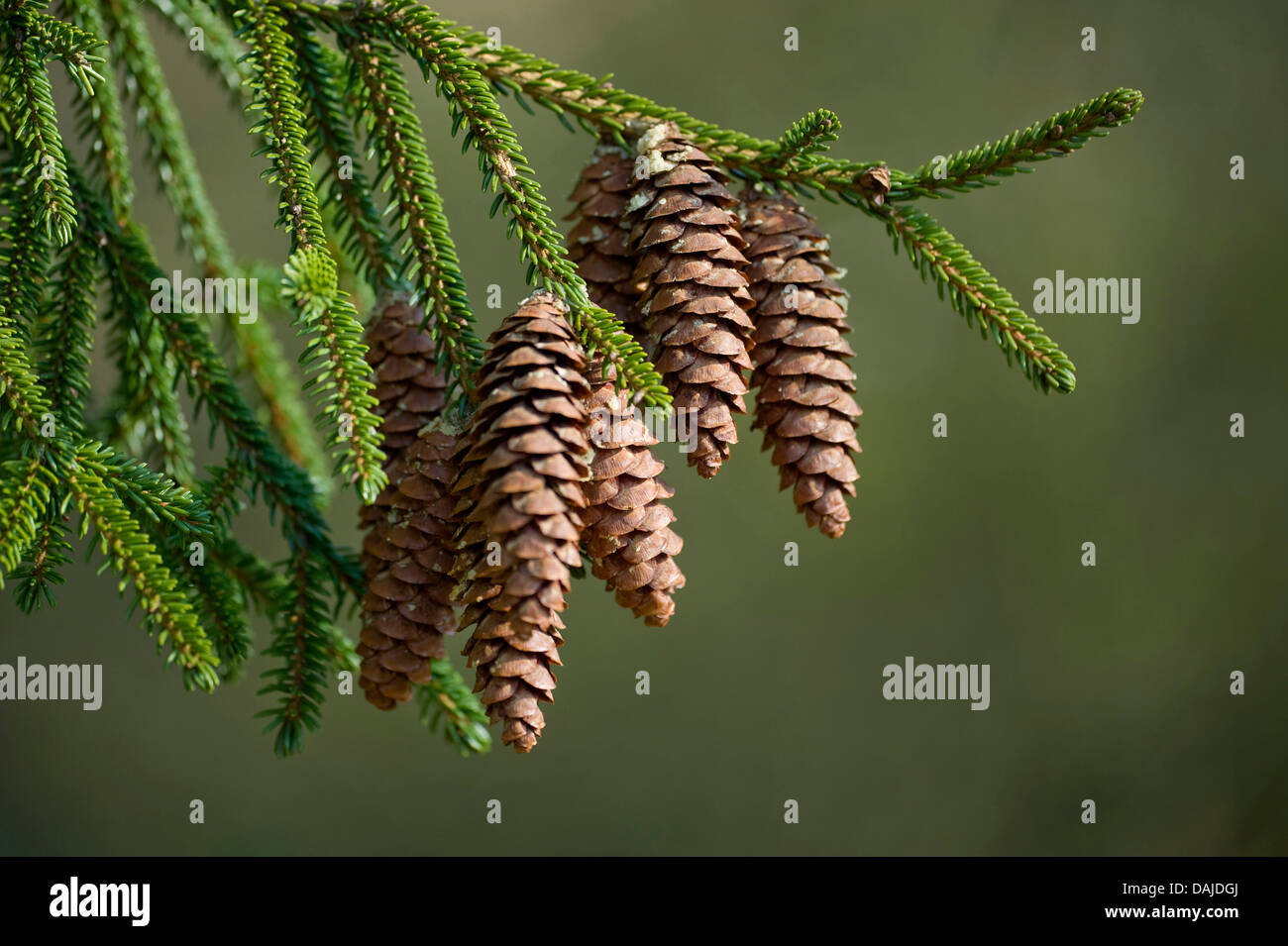 Priental Spruce (Picea orientalis), cones on a branch Stock Photo