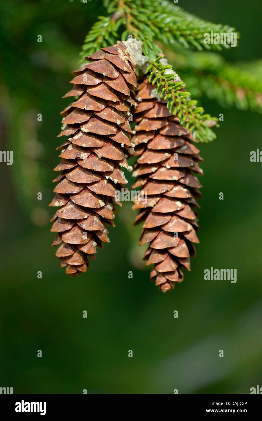 Priental Spruce (Picea orientalis), cones on a branch Stock Photo