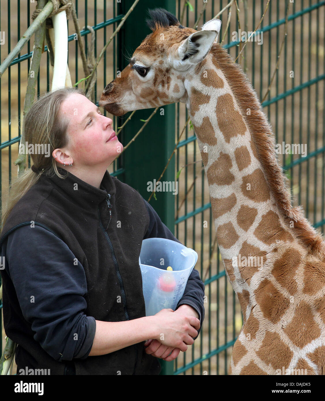 A three-week-old female giraffe observes her zoo keeper at the Zoom