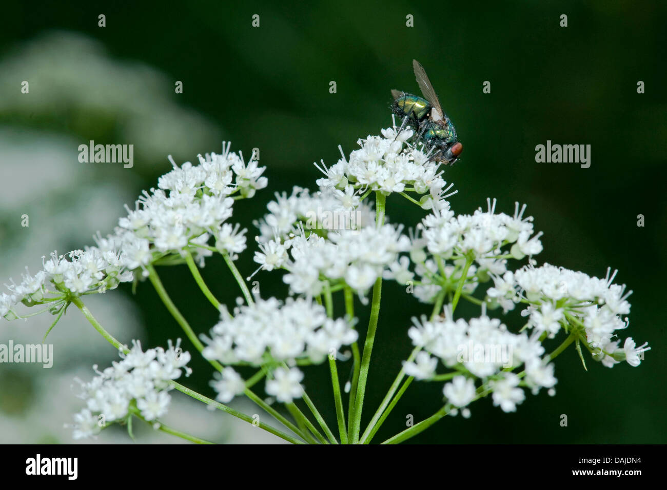 anise (Pimpinella anisum), inflorescence, Germany Stock Photo