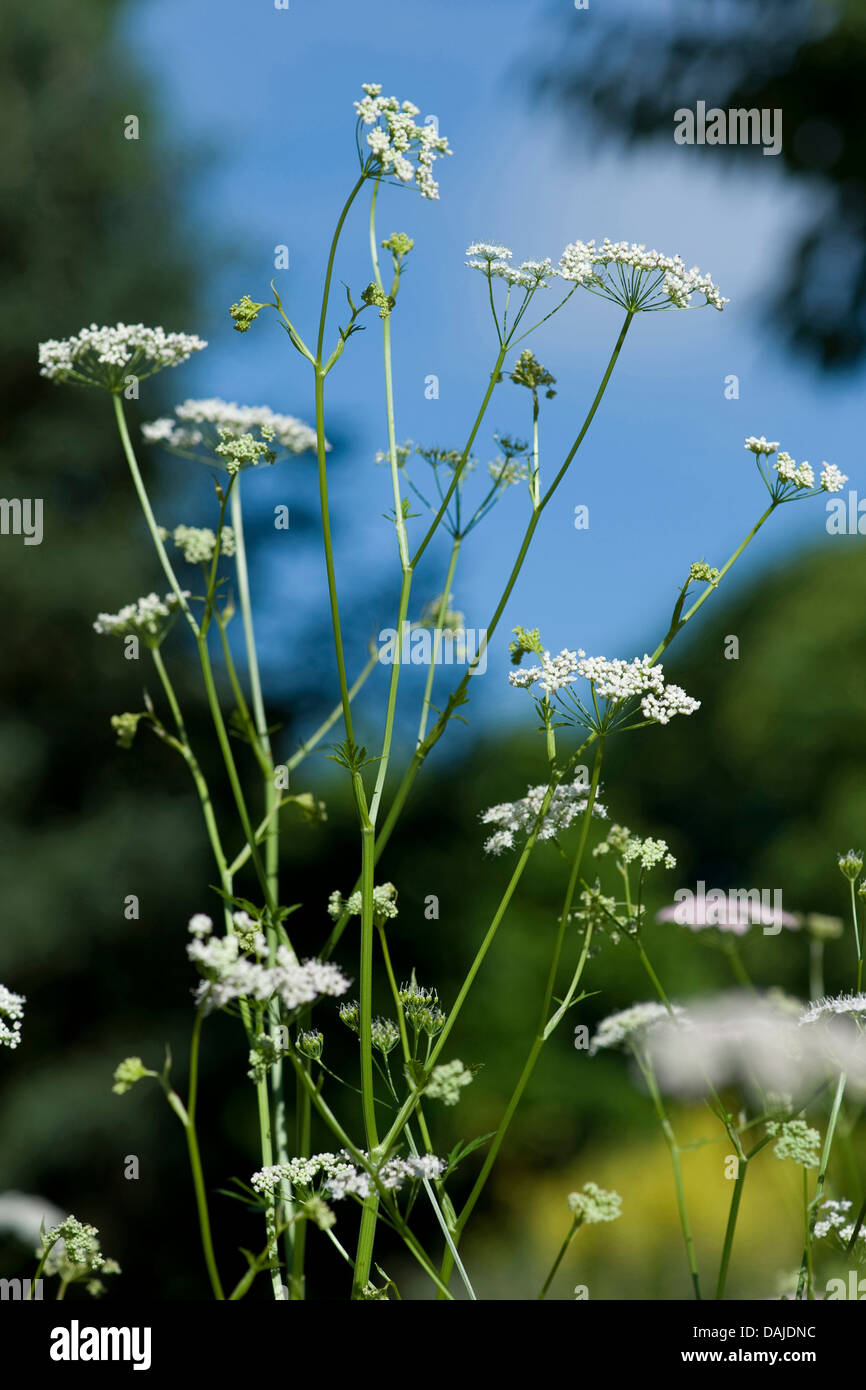 greater burnet saxifrage (Pimpinella major), blooming, Germany Stock Photo