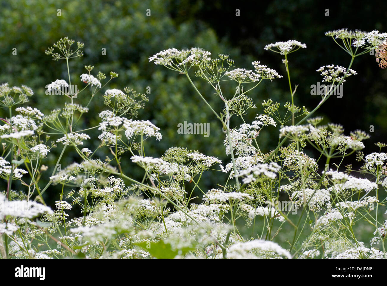 greater burnet saxifrage (Pimpinella major), blooming, Germany Stock Photo