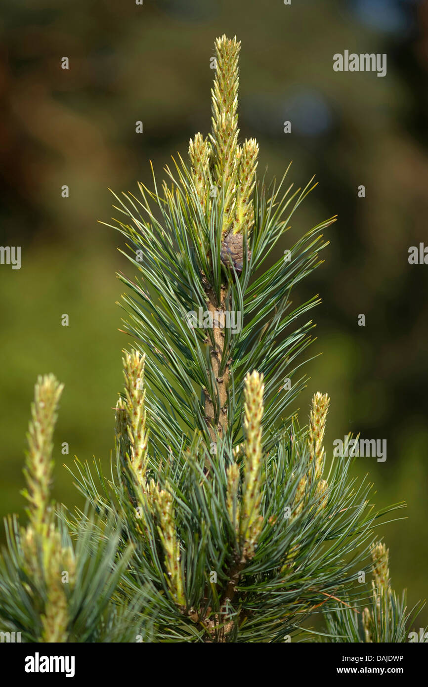 Swiss stone pine, arolla pine (Pinus cembra), shootings Stock Photo