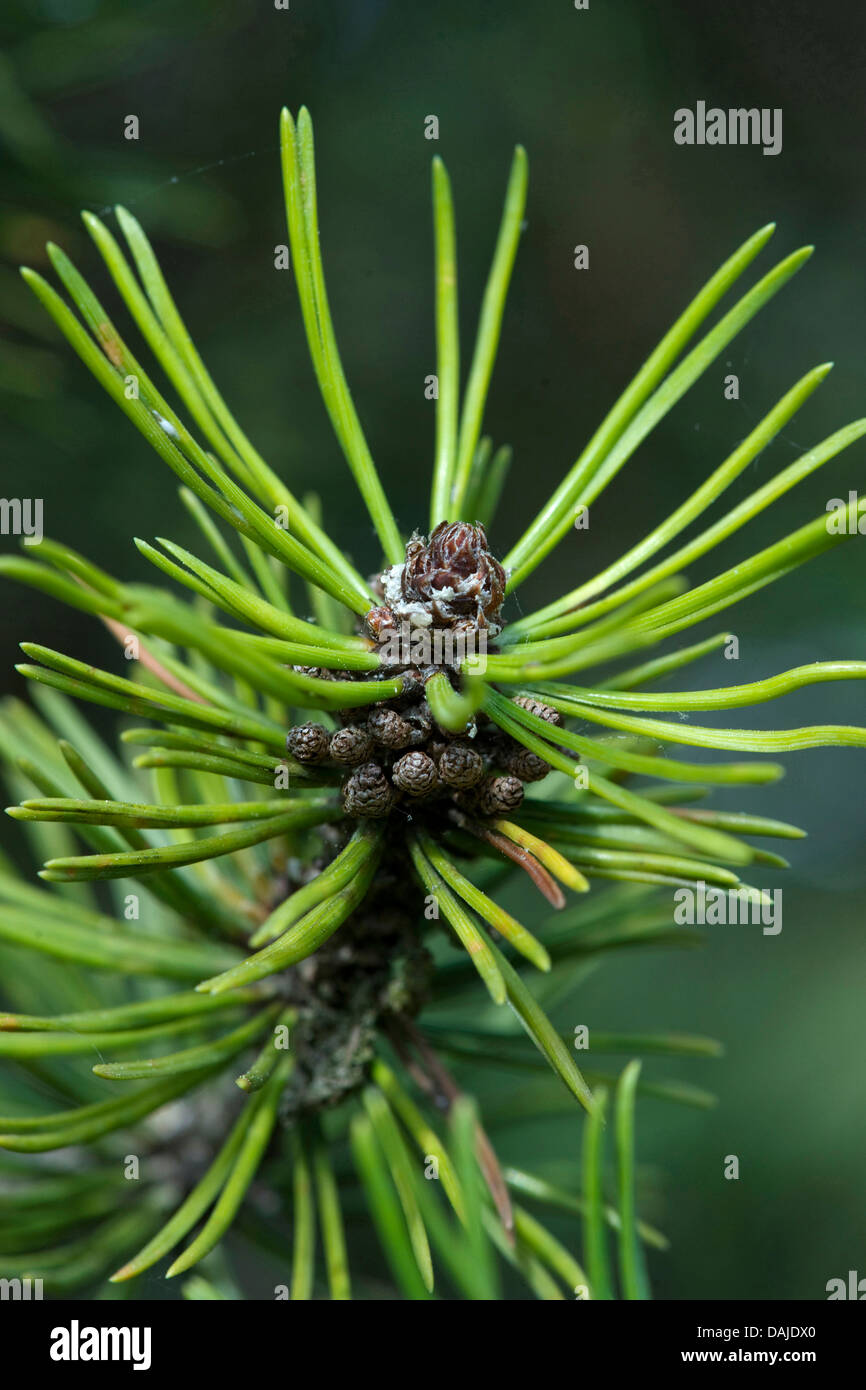 Mountain pine, Mugo pine (Pinus mugo), branch, Germany Stock Photo
