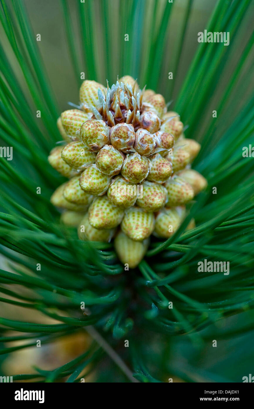 Bosnian Pine (Pinus heldreichii, Pinus leucodermis), male flowers in bud Stock Photo