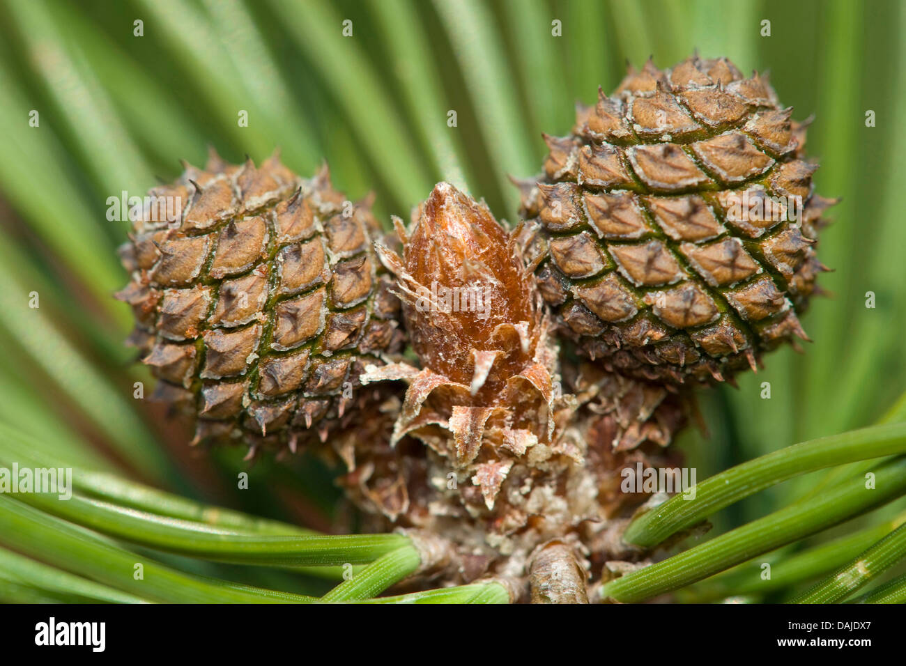 Mountain pine, Mugo pine (Pinus mugo), young cones, Germany Stock Photo