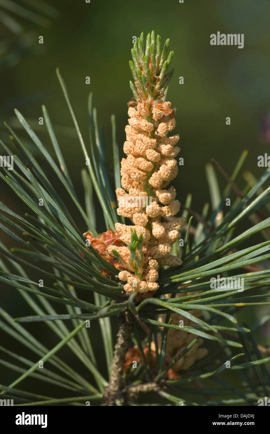 Scotch pine, Scots pine (Pinus sylvestris), branch with male flowers, Germany Stock Photo