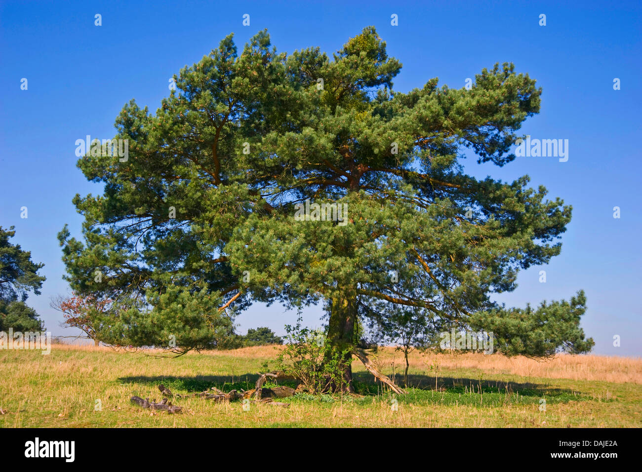 Scotch pine, Scots pine (Pinus sylvestris), single tree in a meadow, Germany Stock Photo