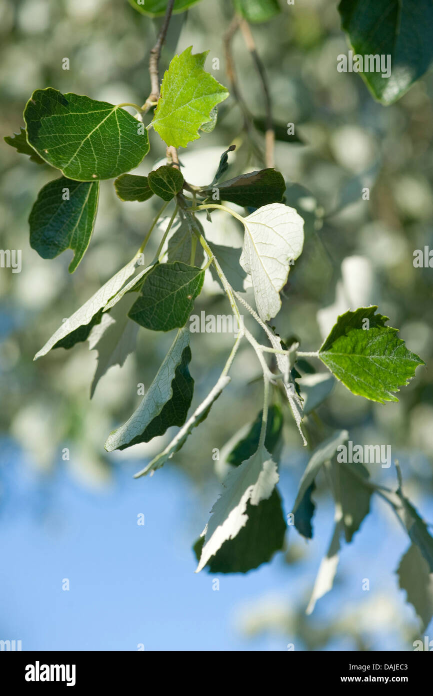 white poplar, silver-leaved poplar, abele (Populus alba), tree, Germany Stock Photo