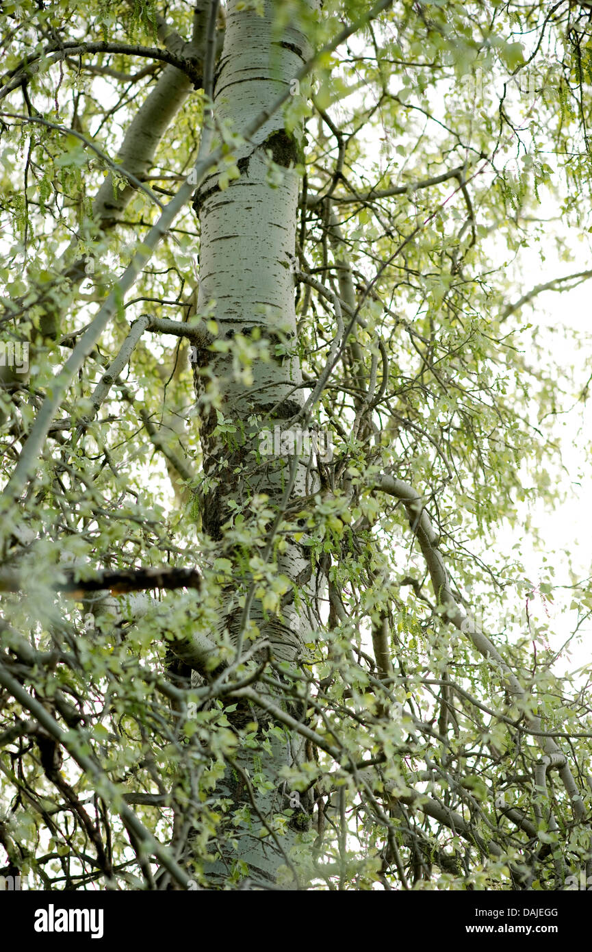 white poplar, silver-leaved poplar, abele (Populus alba), trunk, Germany Stock Photo