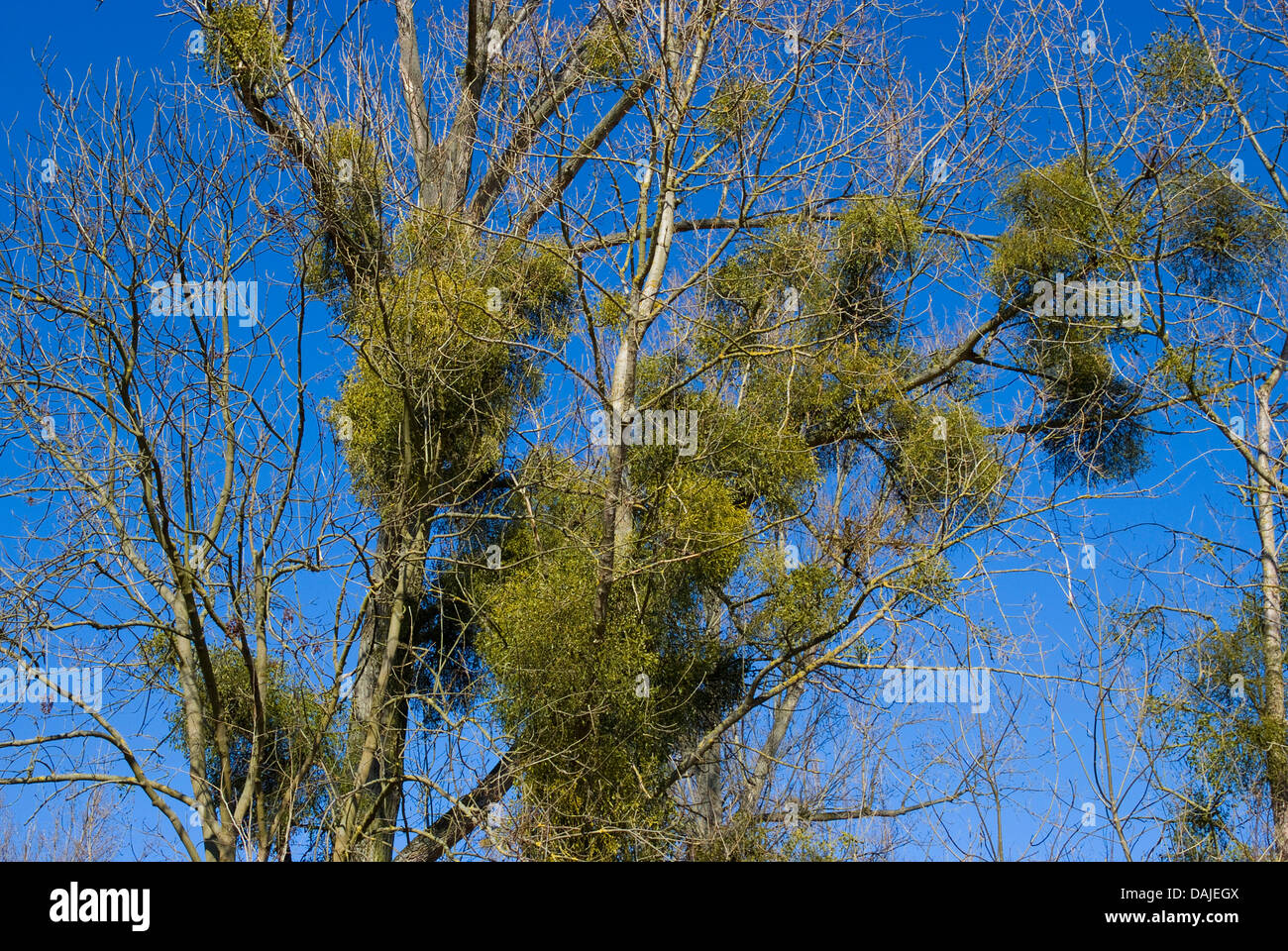Canadian Poplar (Populus x canadensis), tree in winter with mistletoes, Visum album, Germany Stock Photo
