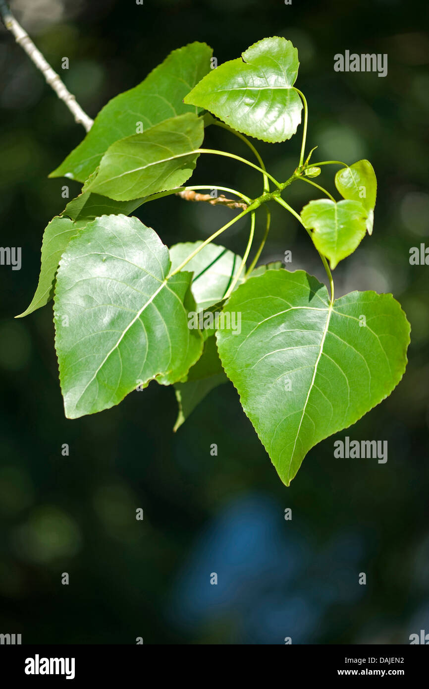 black poplar, balm of gilead, black cottonwood (Populus nigra), leaves on a branch, Germany Stock Photo