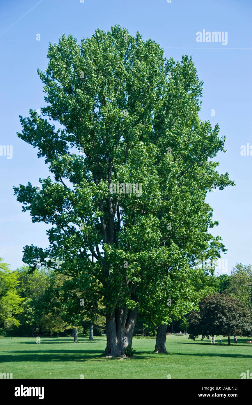 black poplar, balm of gilead, black cottonwood (Populus nigra), single tree in a park, Germany Stock Photo