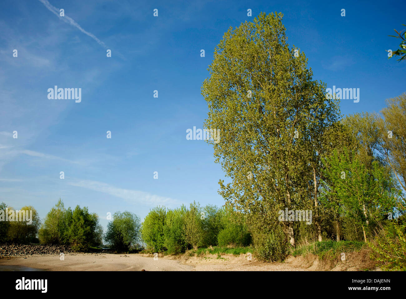 black poplar, balm of gilead, black cottonwood (Populus nigra), at a dry river, Germany Stock Photo