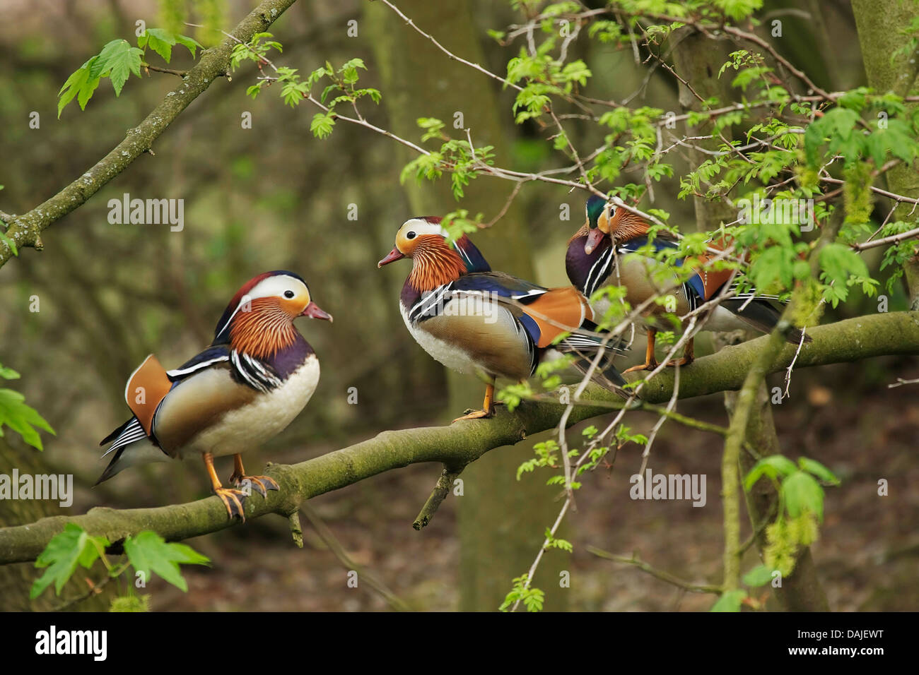 mandarin duck (Aix galericulata), three mandarin ducks sitting side by side on a branch, Germany Stock Photo