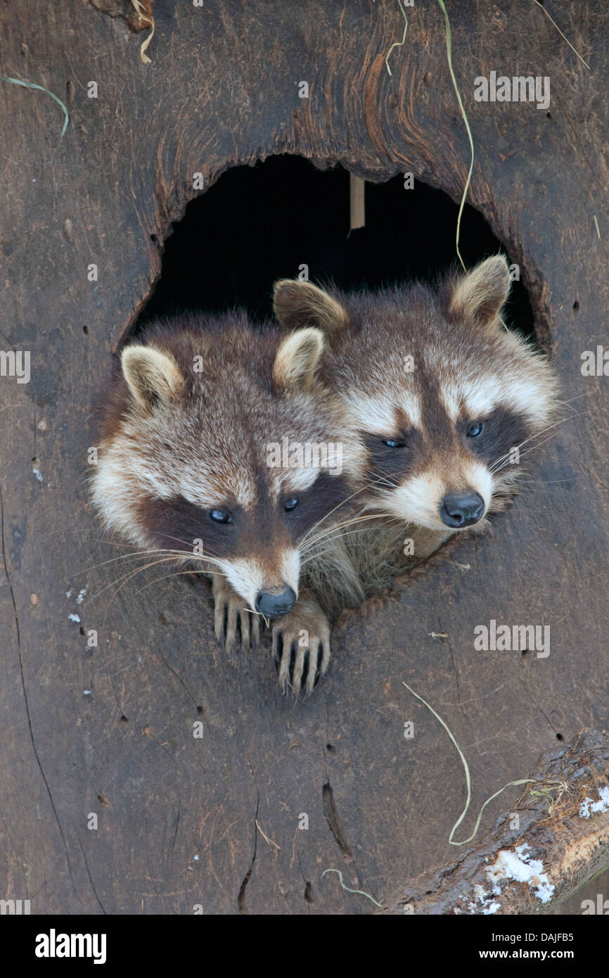 Two Raccoon High Resolution Stock Photography and Images - Alamy