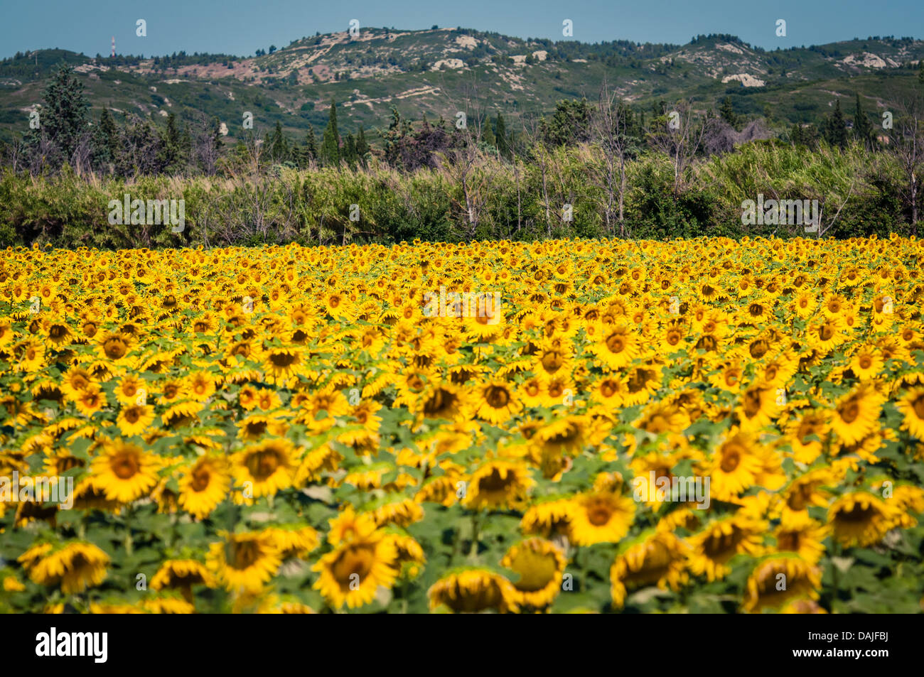 Sunflower field near Avignon, France Stock Photo Alamy