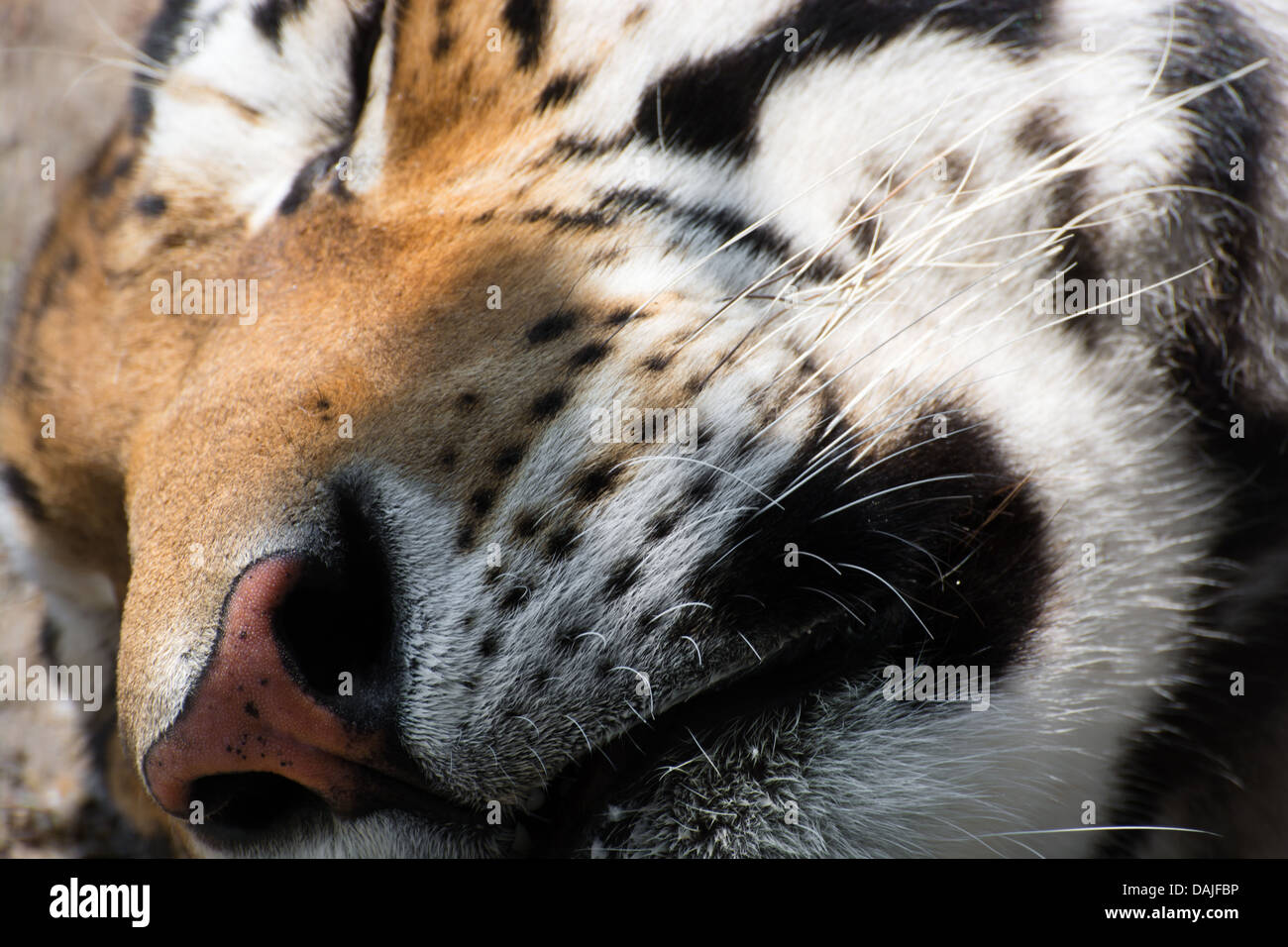 A Siberian tiger (Panthera tigris altaica) sleeping on the ground. Stock Photo