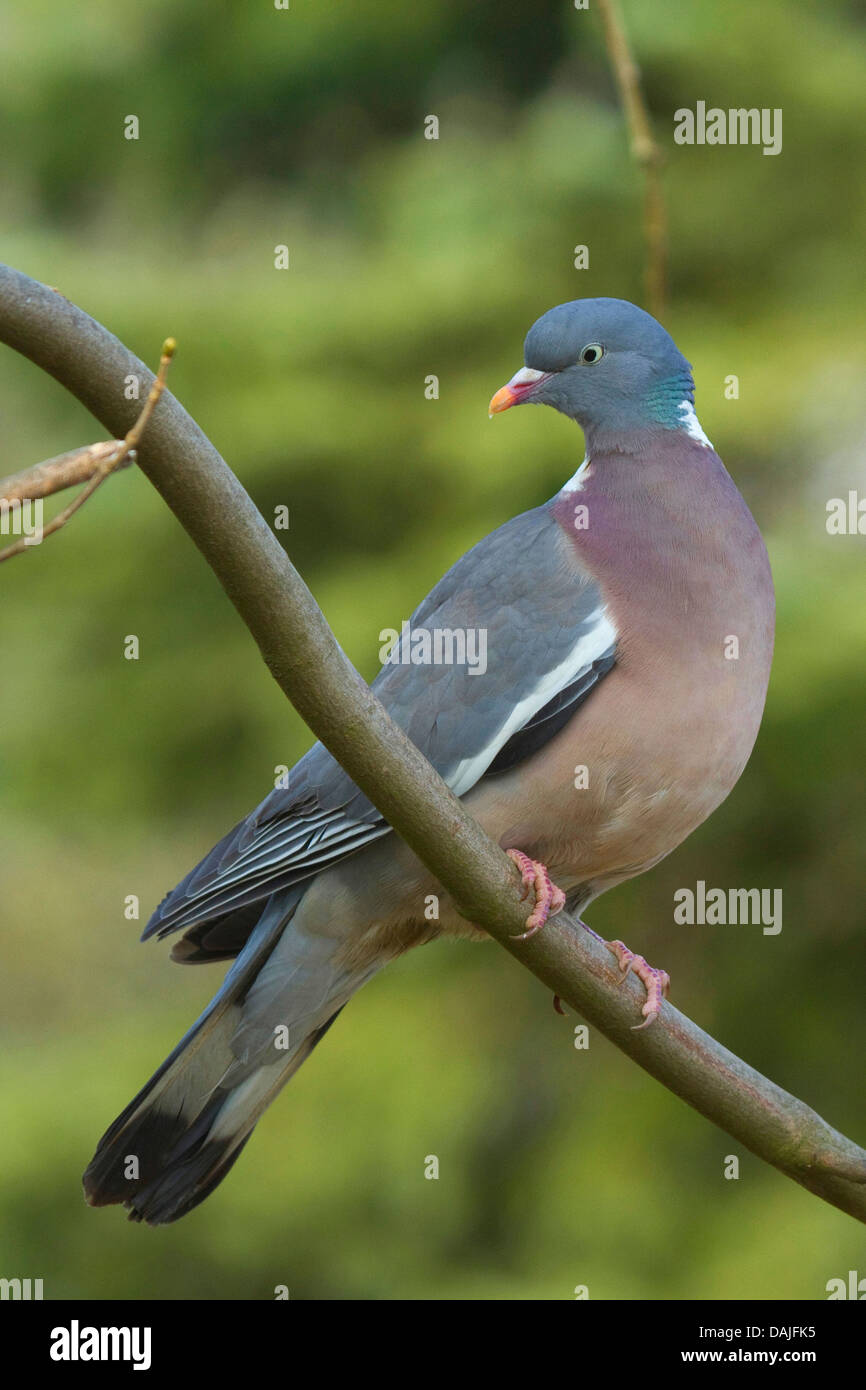 wood pigeon (Columba palumbus), sitting on a branch, Germany Stock Photo