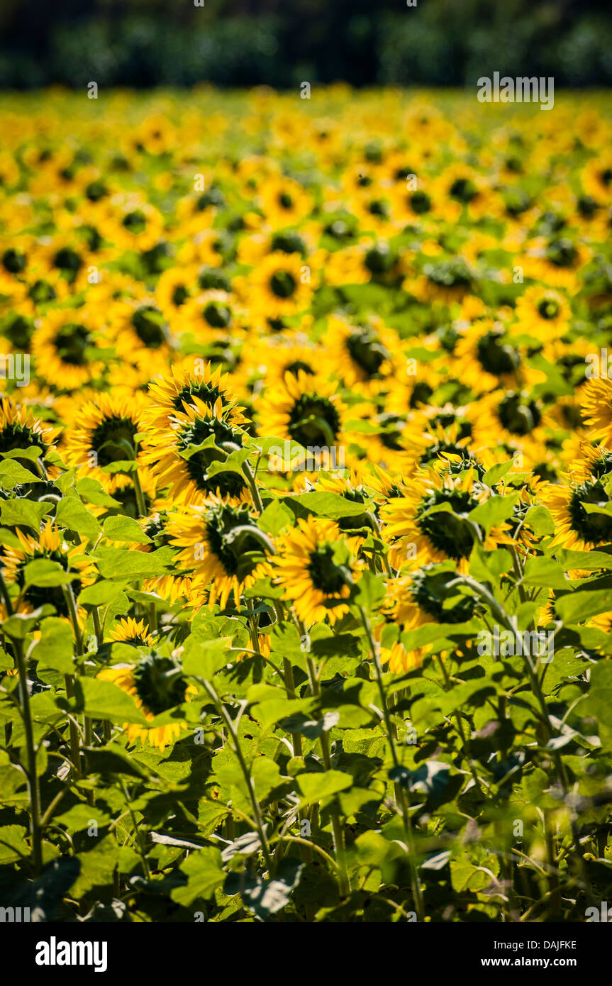 Sunflower field france hires stock photography and images Alamy