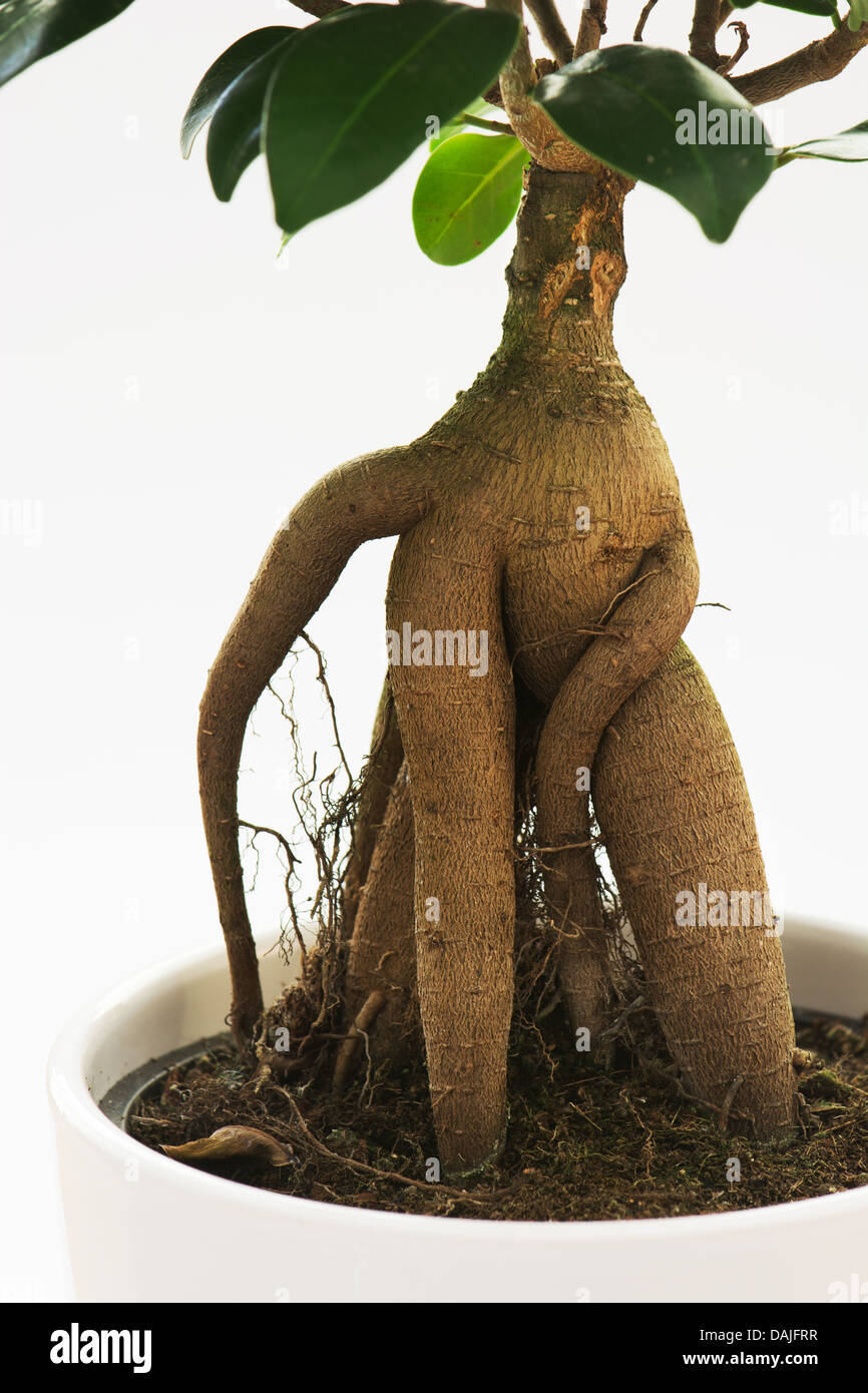 Ficus ginseng tree with root on white background. Stock Photo