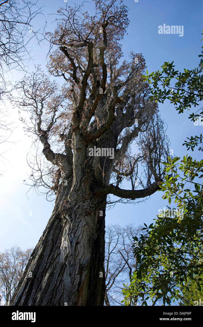 black poplar, balm of gilead, black cottonwood (Populus nigra), single tree, Germany Stock Photo