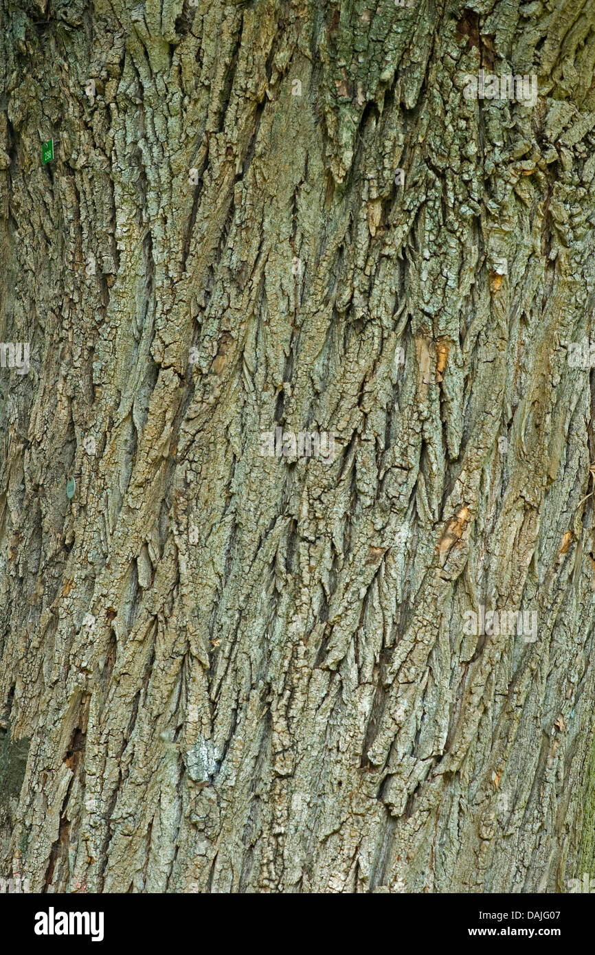 Grey Poplar (Populus x canescens, Populus canescens), bark Stock Photo